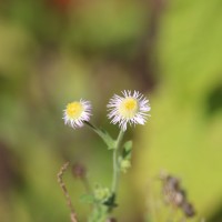 <i>Erigeron sublyratus</i>  Roxb. ex DC.